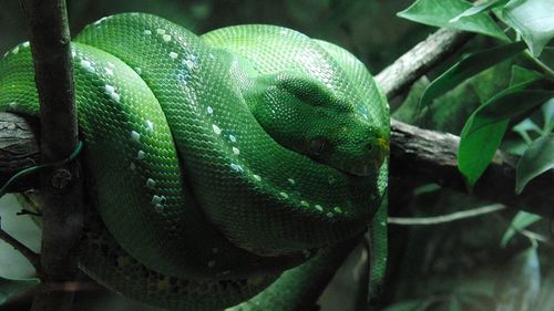 Close-up of green tree python