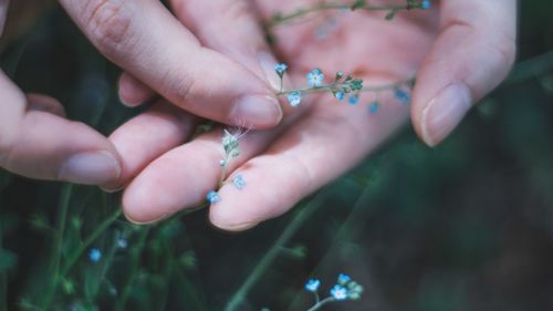 Close-up of hands holding plant