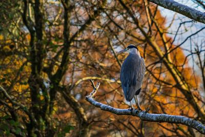 A grey heron sitting in a tree on the banks on the river eamont in the english lake district