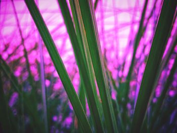 Close-up of purple flower plant