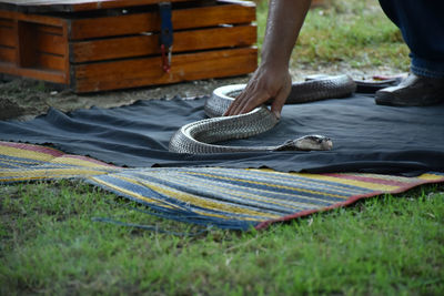 Close-up hand of people touching king cobra. snake catching show.