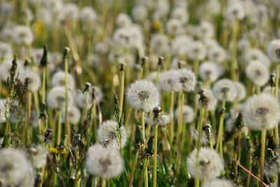 Close-up of white dandelion flowers on field