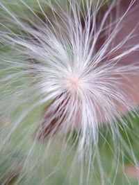 Close-up of plant