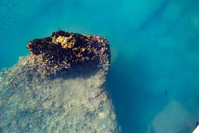 View of jellyfish swimming in sea