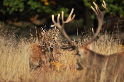 Close-up of deers in field