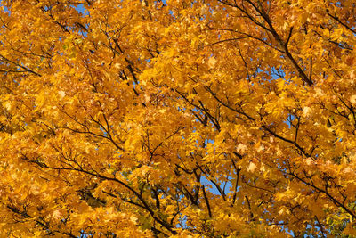Low angle view of maple tree