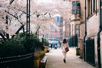 Rear view of woman walking on street by cherry blossom tree