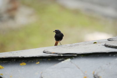 Close-up of bird perching on retaining wall