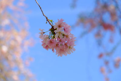 Low angle view of cherry blossoms in spring