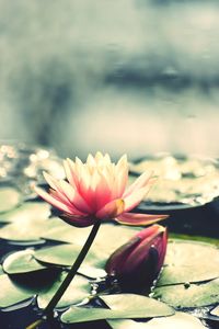 Close-up of flower against lake