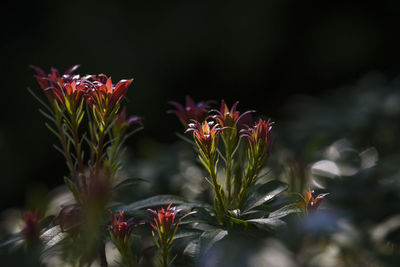 Close-up of red flowering plant