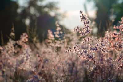 Close-up of purple flowers on field