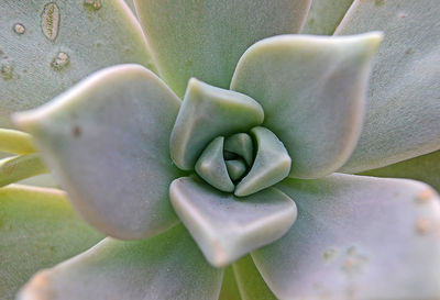 Close-up of succulent plant