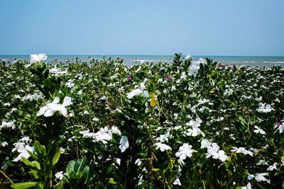 Scenic view of sea and plants against sky