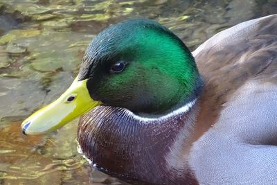 Close-up of duck swimming in lake