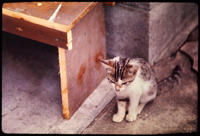 Cat looking away