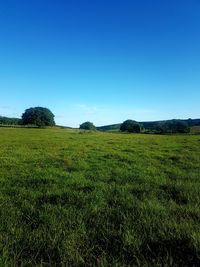 Scenic view of field against clear blue sky