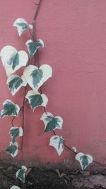 Close-up of rose plant against red wall