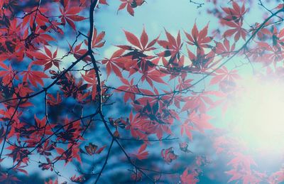Close-up of flower tree against sky