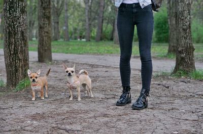 Low section of woman with dogs against tree trunks in forest