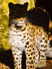 Leopard standing on field at marwell wildlife zoo