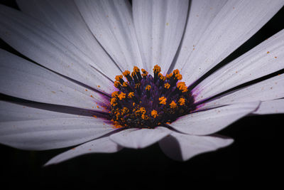 Close-up of purple flower