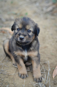 Portrait of puppy sitting on field