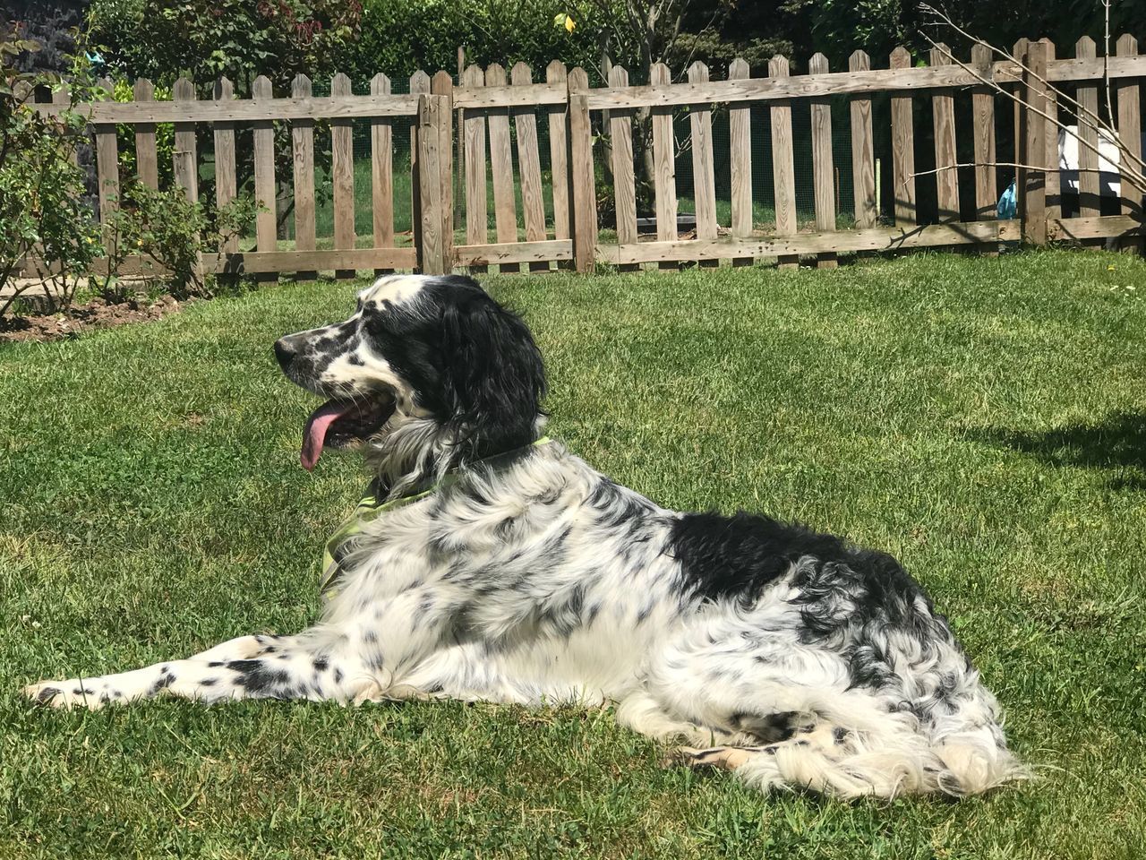 DOG LYING ON FIELD