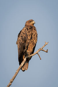 Low angle view of bird perching on branch against clear sky