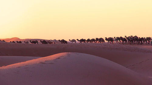 Flock of birds in desert against sky