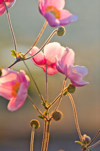 Close-up of pink flowering plant