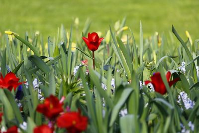 Close-up of red poppy flowers in field