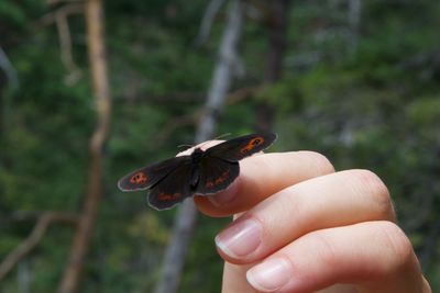 Close-up of hand holding bird