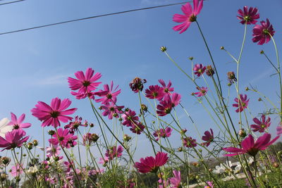 Close-up of pink cosmos flowers blooming against sky