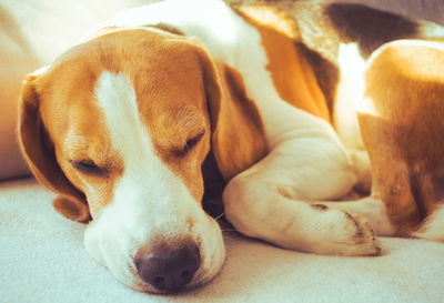 Beagle dog tired sleeps on a cozy sofa, couch in bright indoors