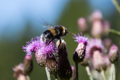 Close-up of honey bee pollinating on purple flower