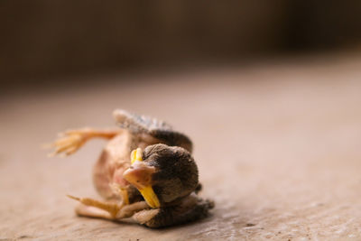 Close-up of insect on table