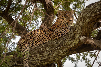 Close-up of leopard lifting head in tree