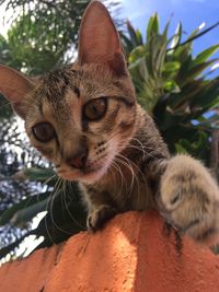 Close-up portrait of a cat