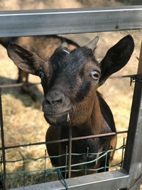 Close-up portrait of goat