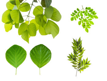 High angle view of leaves against white background