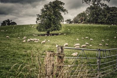 Flock of sheep grazing on field