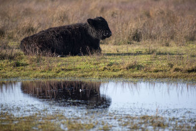 Side view of cow in the dunes