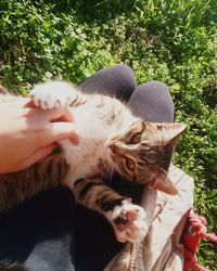 Midsection of cat with hand on kitten