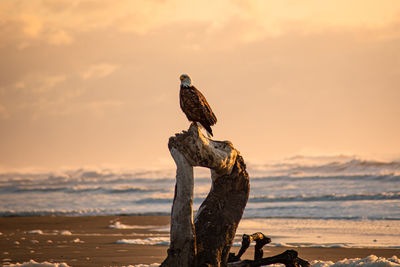 Bird perching on wooden post at beach against sky