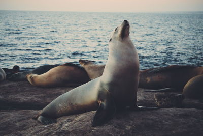 Close-up of sea lion on beach against sky