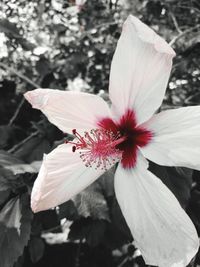Close-up of white hibiscus blooming outdoors