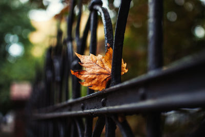 Close-up of orange maple leaf