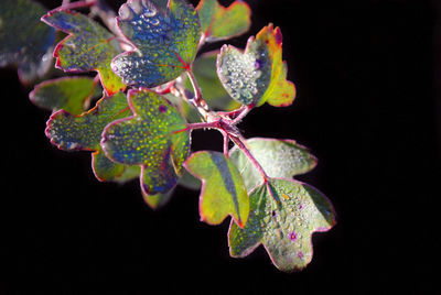 Close-up of plant against black background