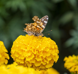 Close-up of butterfly pollinating on yellow flower